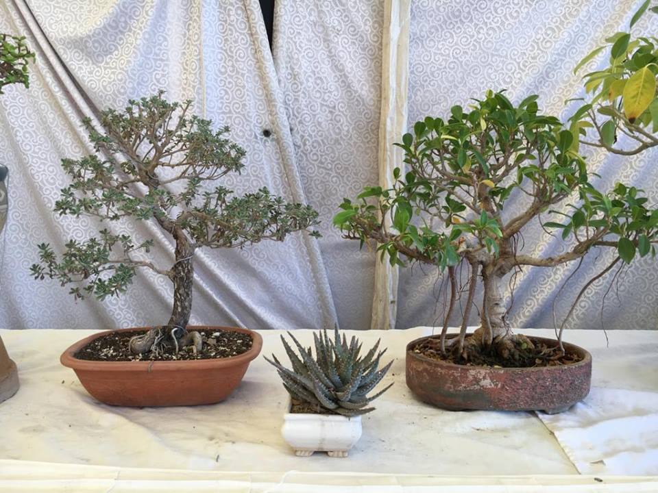 Pakistan Bonsai Society organized the 26 th annual Bonsai Exhibition at  Zamzama Park in Karachi. – Daily The Azb